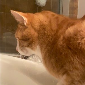 Meet your Posher, Janet